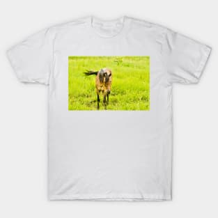 hli horse T-Shirt